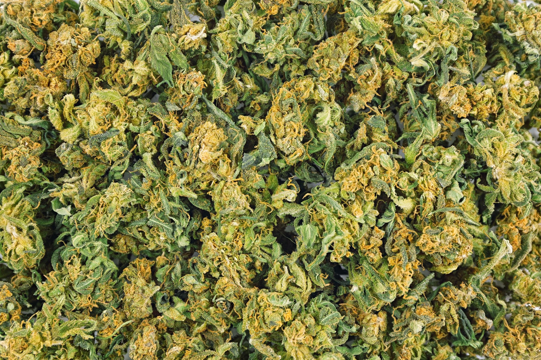 Cannabis Odor Control Shouldn’t Come at the Expense of Your Harvest Cannabis Odor Control Shouldn’t Come at the Expense of Your Harvest